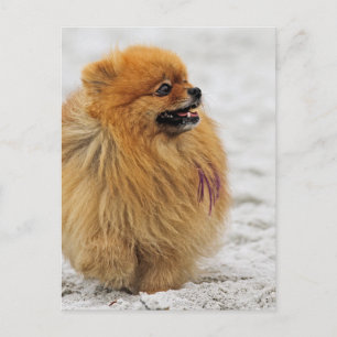 Edgrrrr #3 - Pomeranian Briefkaart