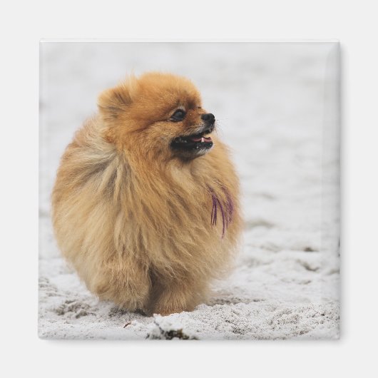 Edgrrrr #3 - Pommerisch Magneet (Voorkant)