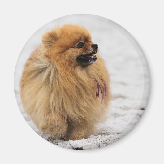 Edgrrrr #3 - Pommerisch Magneet (Voorkant)