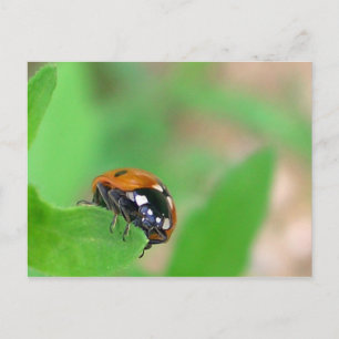 Edgy - Ladybug op de rand van het blad Briefkaart