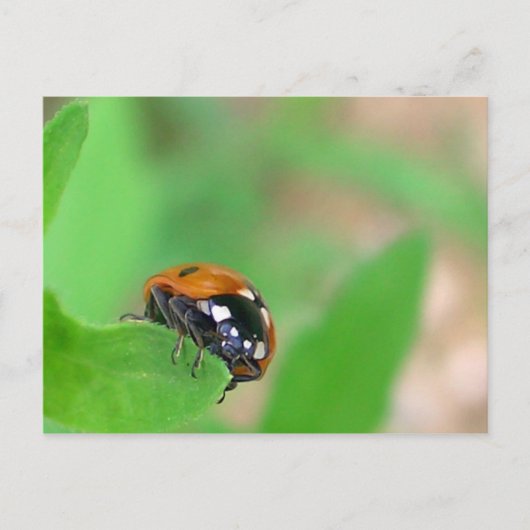 Edgy - Ladybug op de rand van het blad Briefkaart (Voorkant)