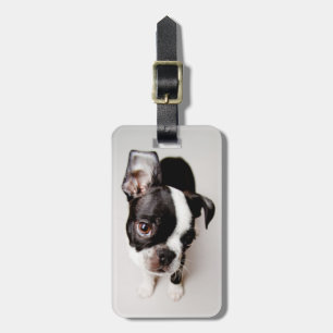 Edison Boston Terrier puppy. Bagagelabel