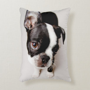 Edison Boston Terrier puppy. Decoratief Kussen