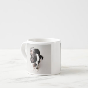 Edison Boston Terrier puppy. Espresso Kop
