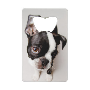Edison Boston Terrier puppy. Kredietkaart Flessenopener