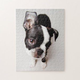 Edison Boston Terrier puppy. Legpuzzel