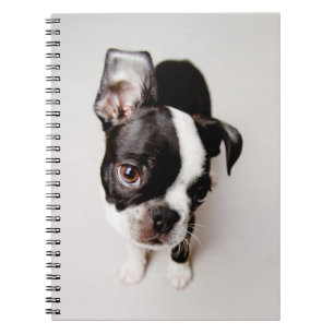 Edison Boston Terrier puppy. Notitieboek