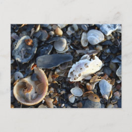 Edisto Beach Shells Briefkaart