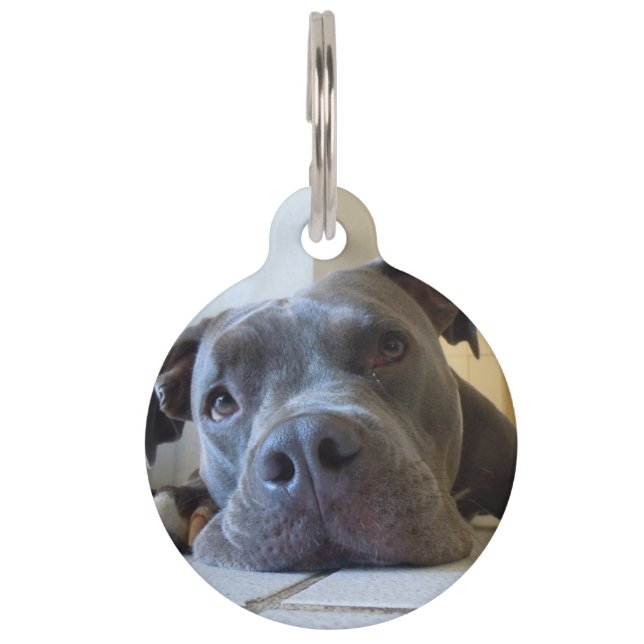 Editable Brown Pitbull Dog Huisdierpenning (Voorkant)