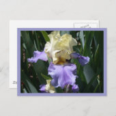 Edith Wolford Briefkaart (Voorkant / Achterkant)