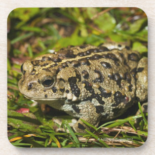 edmonton , alberta , canada 2 onderzetter