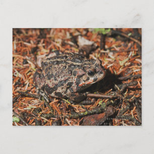 edmonton , alberta , canada 3 briefkaart