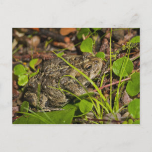 edmonton , alberta , canada briefkaart