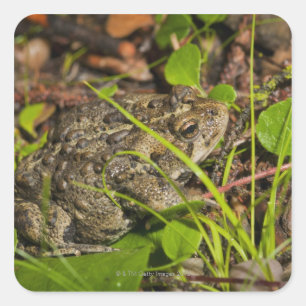 edmonton , alberta , canada vierkante sticker