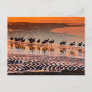 Eduardo Abaroa Andesfauna Nationaal Reservaat Briefkaart
