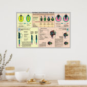 educatieve posters - handgranaat Sovjet-Unie (Keuken)
