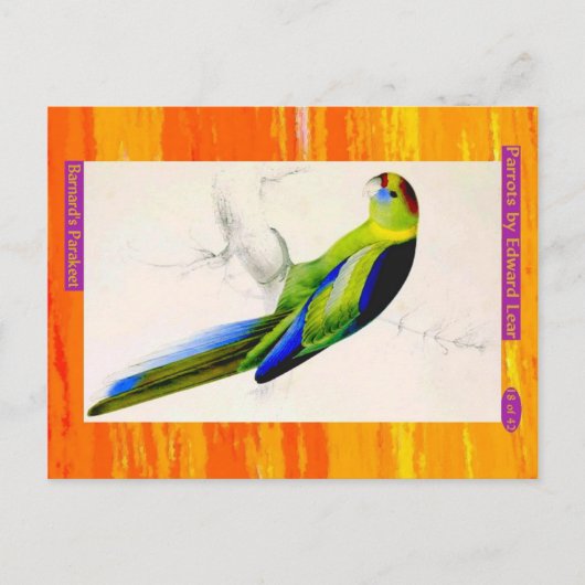 Edward Lear. Barnard's Paraket. Briefkaart (Voorkant)