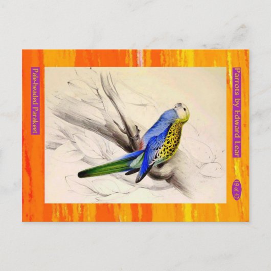 Edward Lear. Bleke parkiet. Briefkaart (Voorkant)