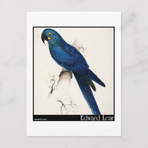 Edward Lear's Hyacinth Macaw Briefkaart