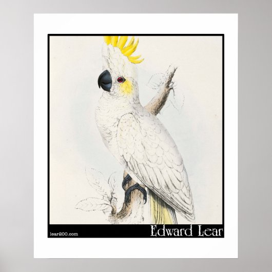 Edward Lear's Lesser Sulfur-Crested Cockato Poster (Voorkant)