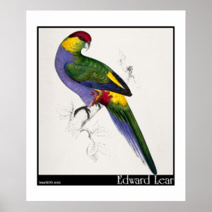 Edward Lear's Roodkapotte Paraket Male Poster