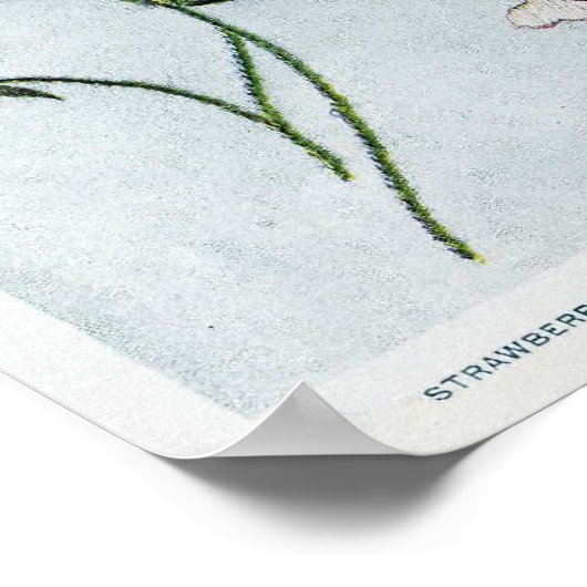 Edwardian Strawberries Poster (Coin)