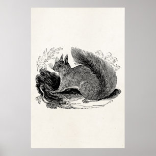 Eekhoorn 1800 Eekhoorns Poster