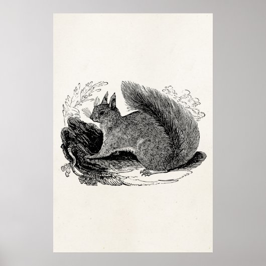 Eekhoorn 1800 Eekhoorns Poster (Voorkant)
