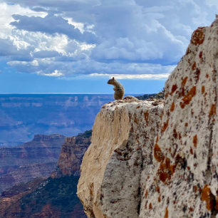 Eekhoorn aan de Grand Canyon National Park North R Foto Afdruk