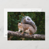 Eekhoorn aan de rand briefkaart (Voorkant / Achterkant)