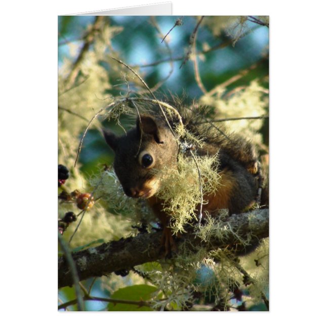 Eekhoorn Baby 2009 (Voorkant)