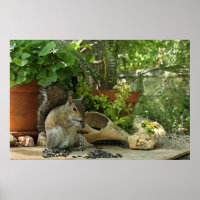 Eekhoorn Behandelt Poster -36x24 -Andere maten ook