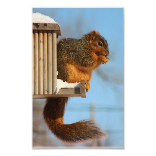 Eekhoorn bij de feeder foto afdruk (Voorkant)