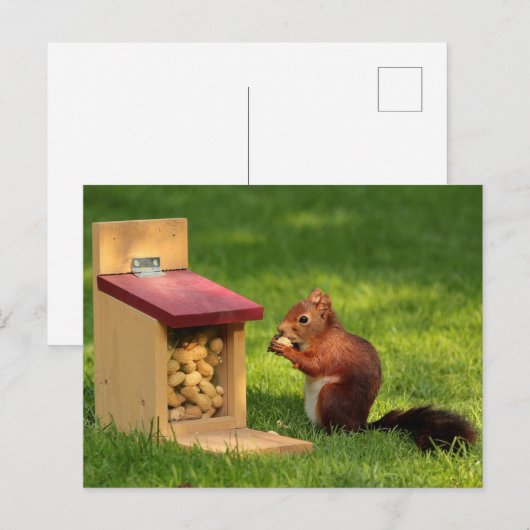 eekhoorn briefkaart (Voorkant / Achterkant)