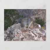 eekhoorn briefkaart (Voorkant)