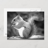 eekhoorn briefkaart (Voorkant / Achterkant)