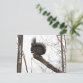 eekhoorn briefkaart (Staand voorkant)