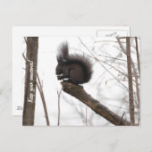 eekhoorn briefkaart (Voorkant / Achterkant)