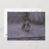 eekhoorn briefkaart (Voorkant / Achterkant)