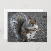 eekhoorn briefkaart (Voorkant / Achterkant)