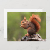 eekhoorn briefkaart (Voorkant / Achterkant)