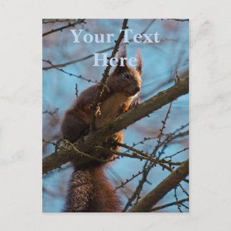 Eekhoorn briefkaart