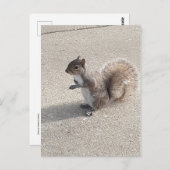 eekhoorn briefkaart (Voorkant / Achterkant)