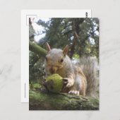 eekhoorn briefkaart (Voorkant / Achterkant)