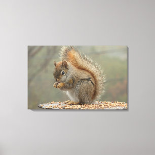 eekhoorn canvas afdruk