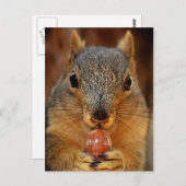 Eekhoorn Closeup with Nut 2 Briefkaart (Voorkant / Achterkant)