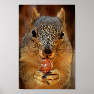 Eekhoorn Closeup with Nut 2 Poster