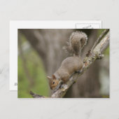 Eekhoorn Cute Photography Briefkaart Portret NEW! (Voorkant / Achterkant)