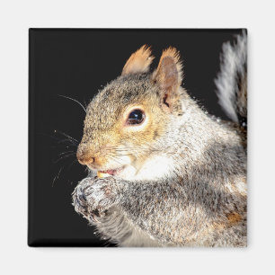 Eekhoorn die een noot eet magneet