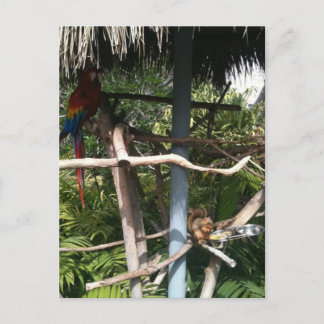 Eekhoorn die voedsel stelen van papegaai briefkaart